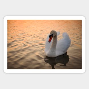 White Swan on Lake in Sunset Sticker